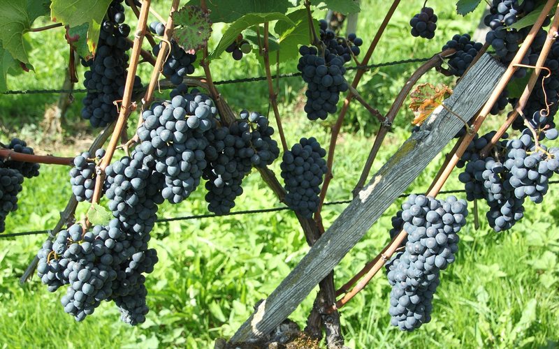 Vinhedo da uva Pinot Noir - (c) Pixabay