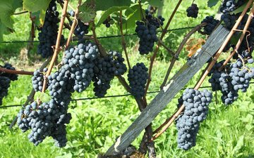 O melhor vinho da uva mais rebelde, a Pinot Noir