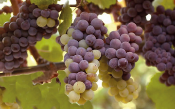 Pinot Gris e Pinot Grigio: entenda as diferenças