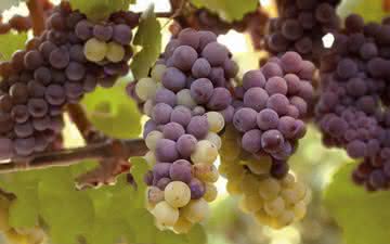 Pinot Gris e Pinot Grigio: a mesma uva em idiomas diferentes pode significar, sim, vinhos muito distintos