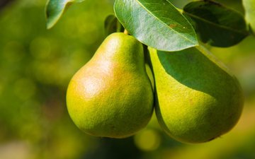 A maioria das garrafas de Poire vem com a fruta imersa na bebida