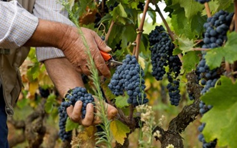 Imagem Os melhores vinhos com a uva Primitivo para você comprar