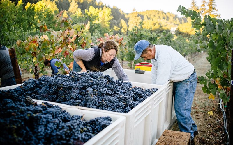 Relatório da Wine Institute traz novidades sobre a safra 2022 da Califórnia - Crédito da foto: Adam Decker/ Wine Institue