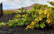 A Bodega El Grifo possui vinhedos pré-filoxera graças às condições extremas de onde estão localizados