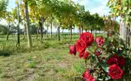 Rosas em um vinhedo podem funcionar como indicativos de pragas