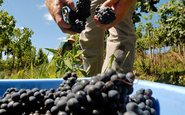 O processo de colheita é fundamental para determinar o resultado final de um vinho