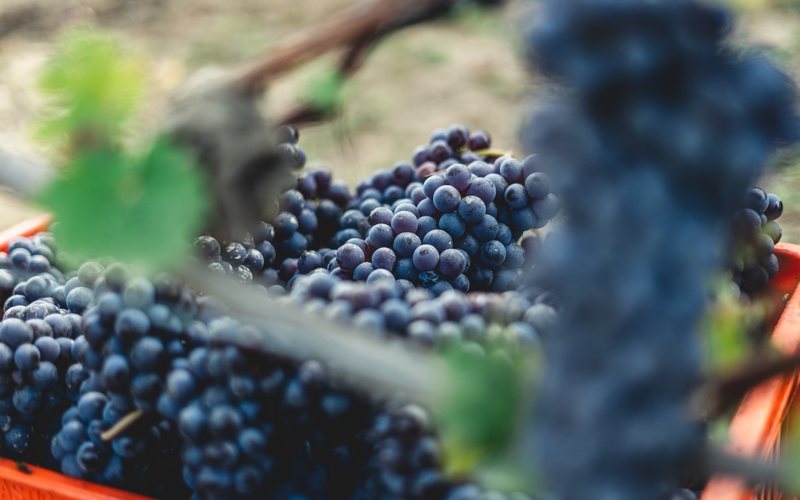 Imagem Podcast ADEGA: Uma conversa sobre a uva Tannat