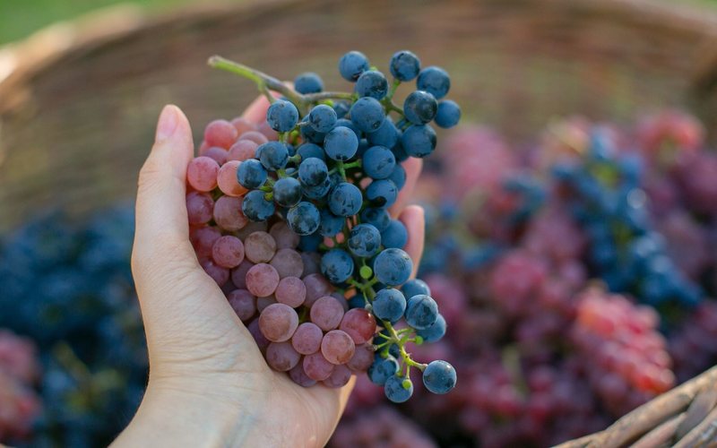Além do estilo do vinho, as uvas têm tamanhos diferentes e a conta pode mudar de casta para casta