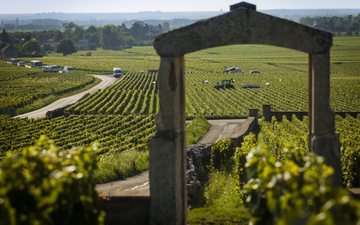 Imagem Quanto custa ter o seu vinhedo e fazer o seu vinho?