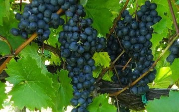 Curiosidades e os melhores vinhos da casta Refosco dal Peduncolo Rosso
