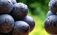 O resveratrol é encontrado em diversas plantas e frutas, incluindo uvas