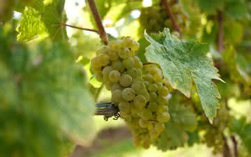 Riesling: a glória e a decadência da branca alemã