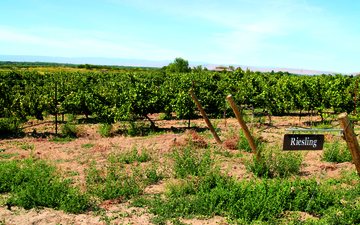 Imagem Descubra as diferenças entre Riesling Alemão e Riesling Itálico