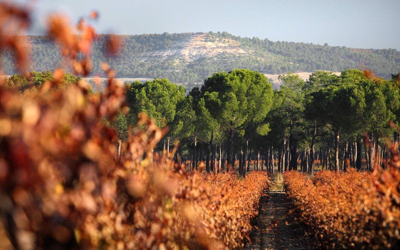 A Rioja Alavesa é uma das três zonas da DOC Rioja, na Espanha - Divulgação