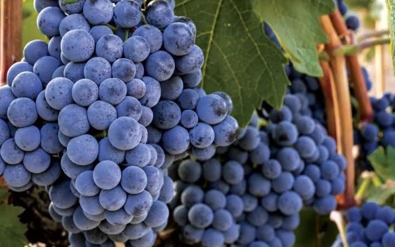 As primeiras menções às uvas “Tempranillas” (de maturação antecipada) são do século XIII