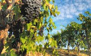 Plantada na Emilia-Romagna e na Toscana, Sangiovese tem uma raiz comum