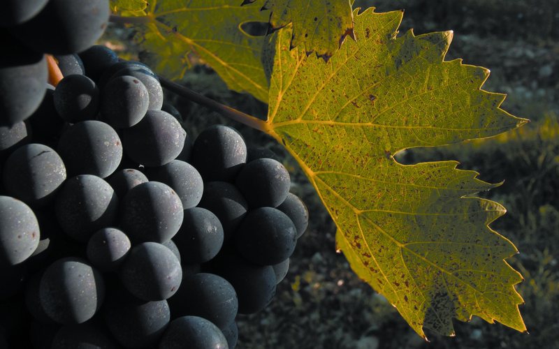 Imagem Colheita mundial de vinho será a menor em 62 anos