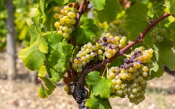 Sauternes