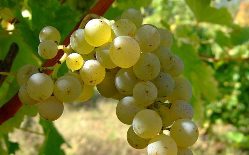 Imagem Seleção com vinhos de Sauvignon Blanc por até R$ 100