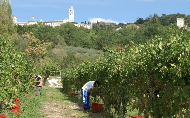Uvas Grechetto de cultivo biológico em monastério perto de Assis - (c)Monastero di Bose