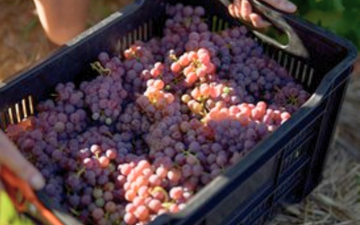 Sémillon Gris é reconhecida como nova variedade pela OIV
