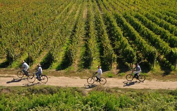 Sustentabilidade é o foco das vinícolas ao redor do mundo