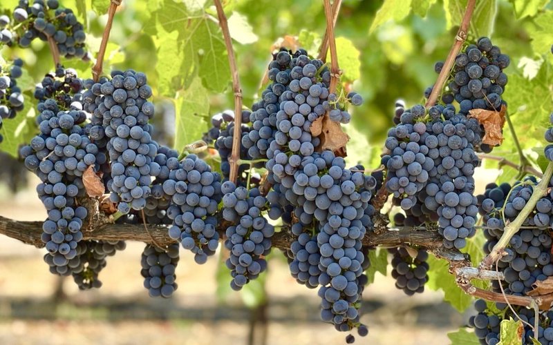 Imagem Os melhores vinhos com a uva Syrah avaliados pela Revista ADEGA