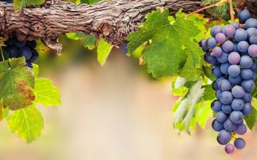 Imagem O melhor vinho é da uva Syrah ou da Shiraz?