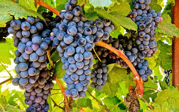 Tannat, uva francesa é apontada pelos estudos com uma das castas com maior concentração de resveratrol