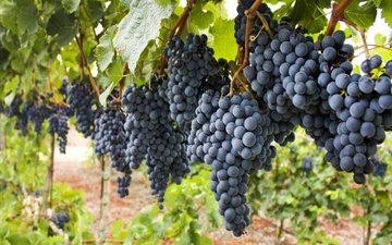 Imagem Uruguai e muito mais: encontre o melhor vinho da uva Tannat