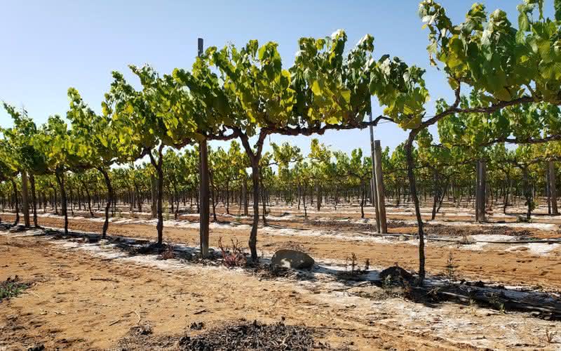 Parreiras cultivadas no deserto que dão origem ao Tara White Wine 3