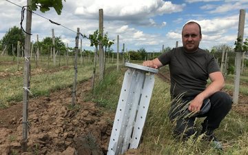 Cultivo de videiras continua em meio à guerra na Ucrânia