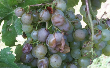 Na véspera da colheita, tempestade de granizo atinge vinhedos na Espanha