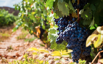Um estudo alertou que cerca de 90% das regiões vinícolas tradicionais nas regiões costeiras da Espanha podem desaparecer