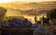 Mapear e gerenciar fatores do terroir, permite aos viticultores aprimorar a expressão única de cada vinhedo e elevar a qualidade dos vinhos