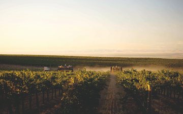 Pesquisa identifica relação entre microrganismos e terroir no vinho
