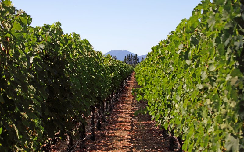 Imagem Os melhores vinhos californianos degustados pela Revista ADEGA