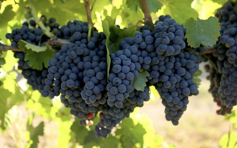 Imagem Touriga Nacional: o melhor vinho da uva símbolo de Portugal
