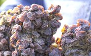 Como surgiu o Trockenbeerenauslese, o vinho doce mais exclusivo da Alemanha