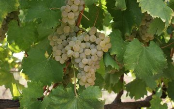 Imagem Curiosidades sobre a casta Avesso, uma das clássicas de Vinho Verde