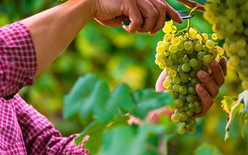 Entenda o que são clones de uvas e a sua importância