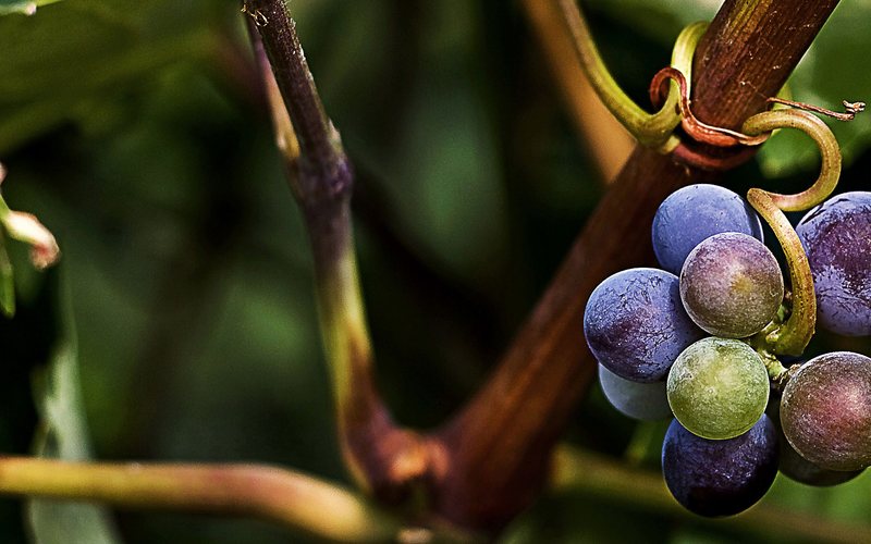 Imagem Conheça mais sobre a Graciano, a tradicional uva espanhola