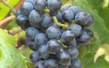 Imagem Montepulciano: a uva que tem nome de uma região, mas é de outra!