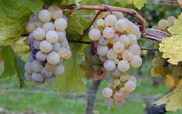 Super degustação de Riesling