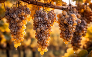 Rótulo é considerado o primeiro vinho 0% elaborado a partir de uvas botrytizadas, marco inédito no universo dos vinhos doces de prestígio