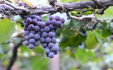 China lidera plantio da Kyoho, a uva mais plantada do planeta