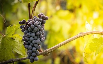 Embora cultivada em terroirs distintos, a mesma cepa imprime características comuns ao vinho