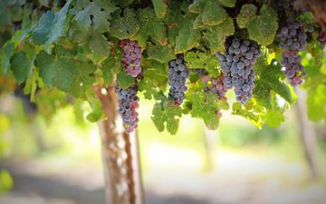 Mercado para vinhos orgânicos deve crescer mais de US$ 5 bilhões até 2028