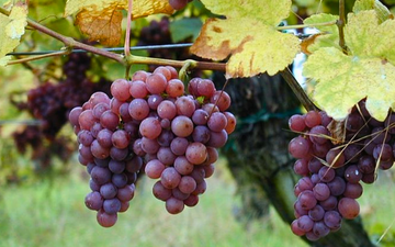 Uvas