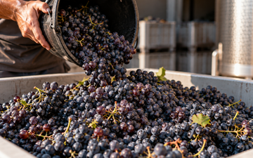 Uvas Frescas na Vinícola